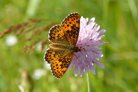 Attēlu rezultāti vaicājumam “Boloria titania underside”
