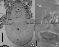 Attēlu rezultāti vaicājumam “Poecilochirus sp.”