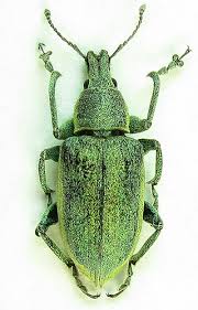 Attēlu rezultāti vaicājumam “Chlorophanus viridis”
