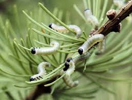 Attēlu rezultāti vaicājumam “Pristiphora maesta larva”