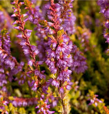 Attēlu rezultāti vaicājumam “Calluna vulgaris fruit”