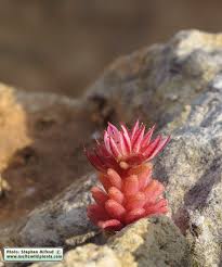 Attēlu rezultāti vaicājumam “Collaria rubens stalked”