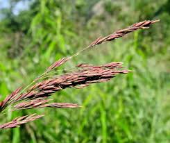 Attēlu rezultāti vaicājumam “Calamagrostis purpurea”