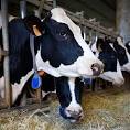 Can Bovine Growth Hormone Help Slow Global Warming?: Scientific ...