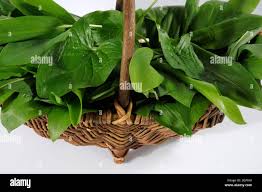 Attēlu rezultāti vaicājumam “Allium ursinum leaf”