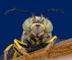 Attēlu rezultāti vaicājumam “Bembix rostrata”