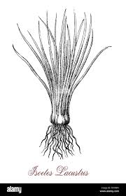 Attēlu rezultāti vaicājumam “Isoetes lacustris leaf”