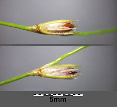 Attēlu rezultāti vaicājumam “Juncus bufonius bud”