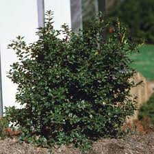 Attēlu rezultāti vaicājumam “Ilex x meserveae”