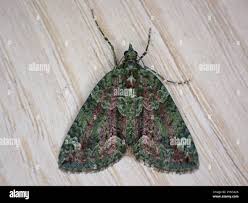 Attēlu rezultāti vaicājumam “Chloroclysta siterata”