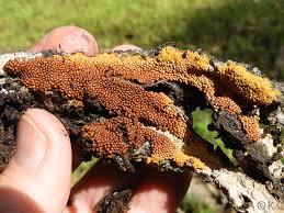 Attēlu rezultāti vaicājumam “Trichia varia spores”