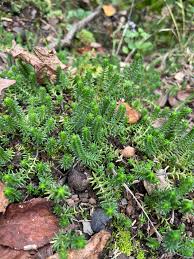 Attēlu rezultāti vaicājumam “Sedum sexangulare”