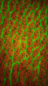 Attēlu rezultāti vaicājumam “Amblystegium serpens macro”