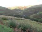 Acidic moorland above Llyn Brianne. Indicator plants such as the bracken, - via Daymix