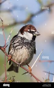 Image result for Passer hispaniolensis