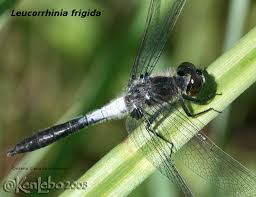 Attēlu rezultāti vaicājumam “Leucorrhinia”