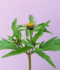 Attēlu rezultāti vaicājumam “Bidens tripartita fruit”