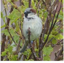 Attēlu rezultāti vaicājumam “Passer domesticus”