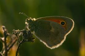 Attēlu rezultāti vaicājumam “Coenonympha tullia”