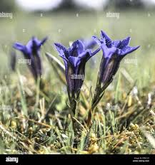 Image result for Enzian