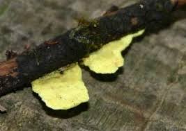 Attēlu rezultāti vaicājumam “Antrodiella semisupina”