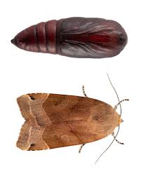 Attēlu rezultāti vaicājumam “Noctua fimbriata larva”