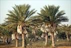 date palm photo -- Declan McCullagh photograph