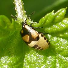 Attēlu rezultāti vaicājumam “Tritomegas bicolor imago”