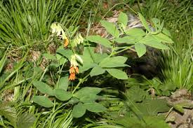 Attēlu rezultāti vaicājumam “Lathyrus laevigatus”
