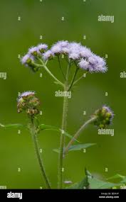 Image result for Ageratum mexicanum
