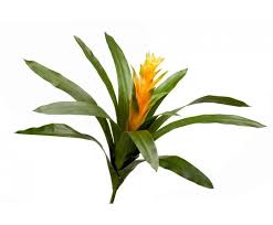 Картинки по запросу гусмания