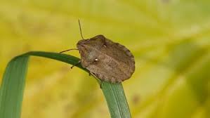 Attēlu rezultāti vaicājumam “Eurygaster testudinaria imago”