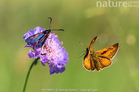 Attēlu rezultāti vaicājumam “Zygaena sp.”