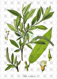 Attēlu rezultāti vaicājumam “Salix triandra fruit”