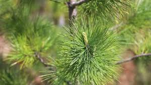 Attēlu rezultāti vaicājumam “Pinus sibirica”