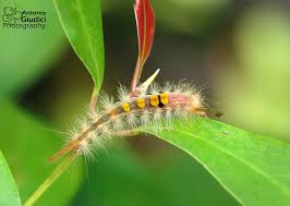 Attēlu rezultāti vaicājumam “Lymantriidae”