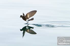 Image result for Oceanites oceanicus