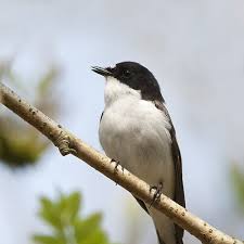 Attēlu rezultāti vaicājumam “Ficedula hypoleuca female”
