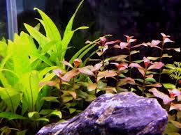 「扭蘭」的圖片搜尋結果