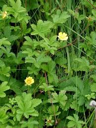 Attēlu rezultāti vaicājumam “Potentilla reptans flower”