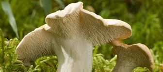 Attēlu rezultāti vaicājumam “Hydnum repandum”