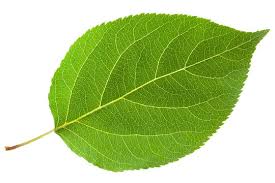 Attēlu rezultāti vaicājumam “leaf”