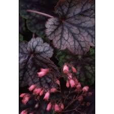Image result for Heuchera Metallica