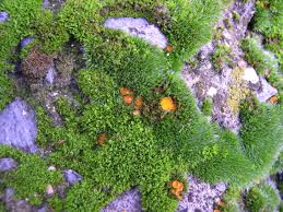 Attēlu rezultāti vaicājumam “Melastiza chateri”