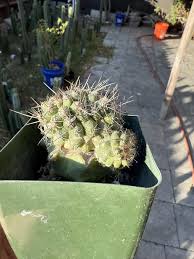 Attēlu rezultāti vaicājumam “Poa humilis”