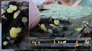 Attēlu rezultāti vaicājumam “Calocera glossoides”
