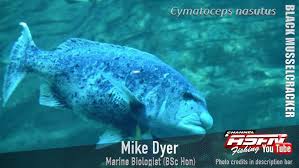 Image result for Cymatoceps nasutus