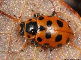 Attēlu rezultāti vaicājumam “Hippodamia tredecimpunctata”