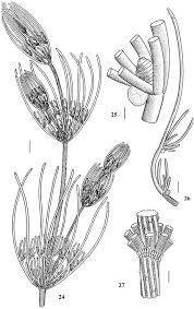 Attēlu rezultāti vaicājumam “Chara polyacantha”
