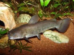 Image result for Ameiurus catus
